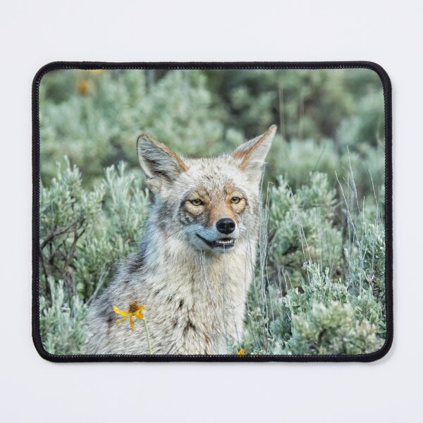 Item preview, Showing off My Pearly Whites - Yellowstone Coyote designed and sold by Belinda Greb Photography.