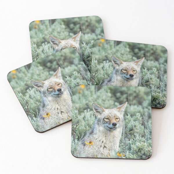 Item preview, Showing off My Pearly Whites - Yellowstone Coyote designed and sold by Belinda Greb Photography.