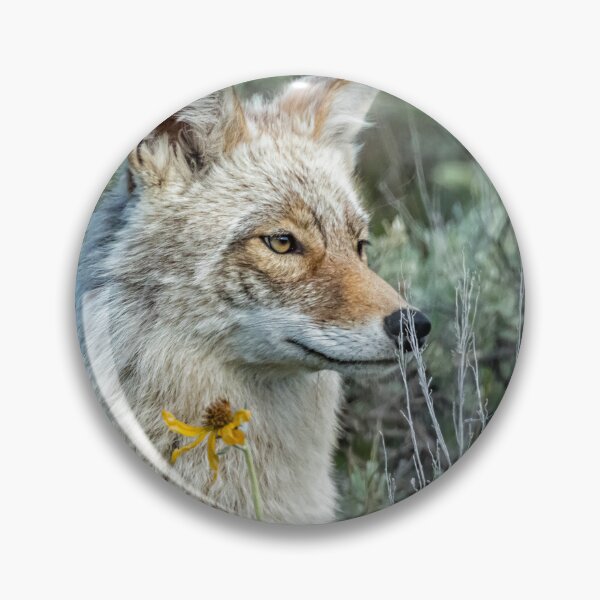 Item preview, Beautiful Yellowstone Coyote designed and sold by Belinda Greb Photography.