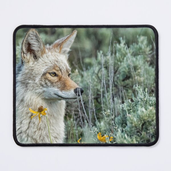 Item preview, Beautiful Yellowstone Coyote designed and sold by Belinda Greb Photography.