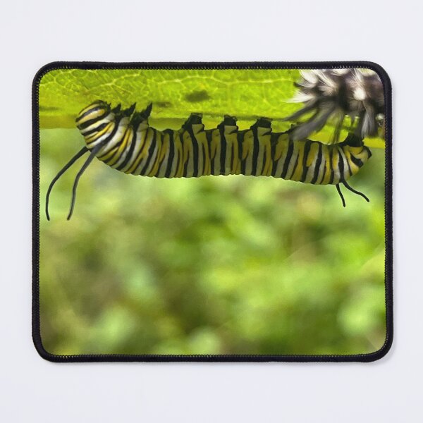 Item preview, Monarch Caterpillar with some Milkweed Tussock Moths designed and sold by Fawnadeer.