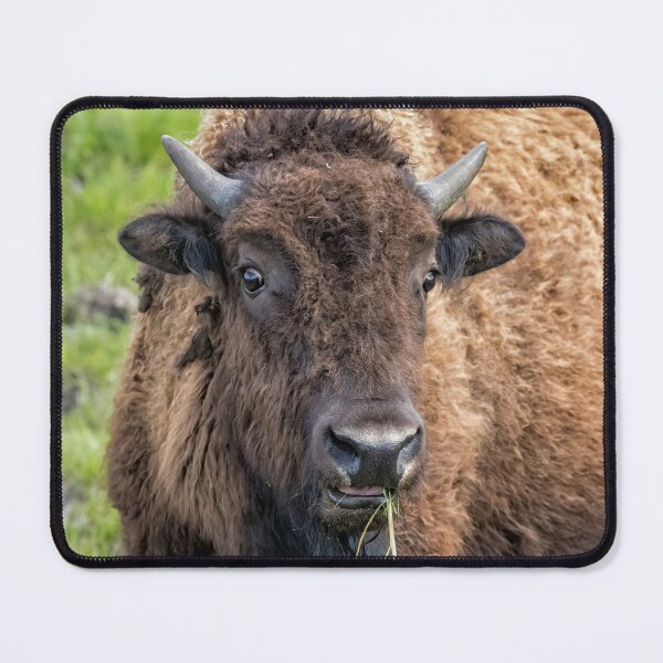 Item preview, Surprise You're on Candid Camera designed and sold by Belinda Greb Photography.