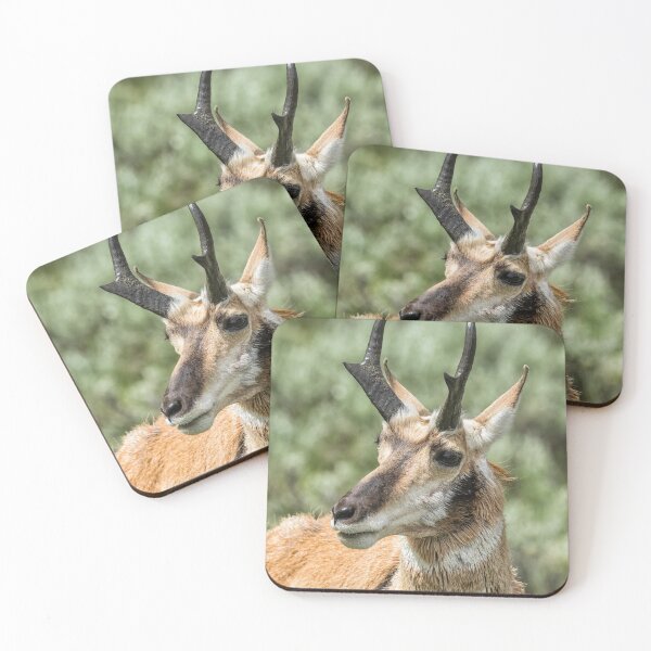 Item preview, Pronghorn Antelope at Yellowstone designed and sold by Belinda Greb Photography.