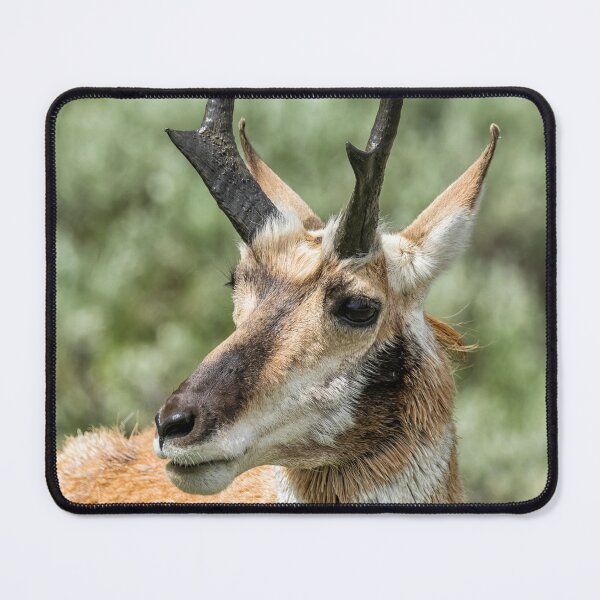 Item preview, Pronghorn Antelope at Yellowstone designed and sold by Belinda Greb Photography.
