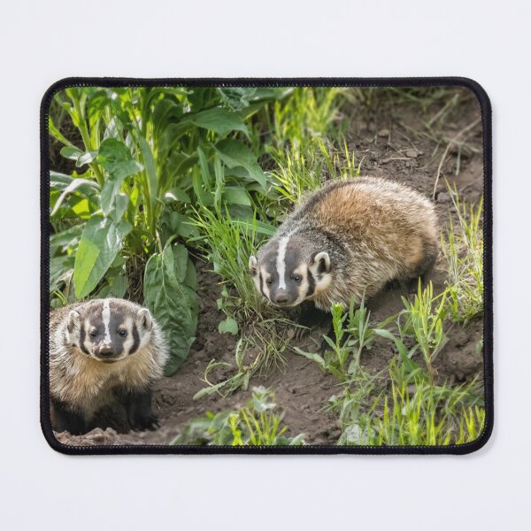 Item preview, Badger Cubs in Front of Their Den at Yellowstone designed and sold by Belinda Greb Photography.