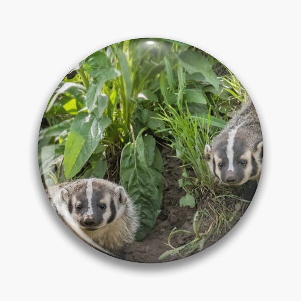 Item preview, Badger Cubs in Front of Their Den at Yellowstone designed and sold by Belinda Greb Photography.