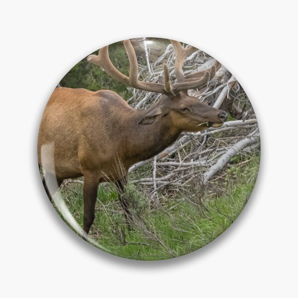 Item preview, Elk with Velvet Antlers designed and sold by Belinda Greb Photography.