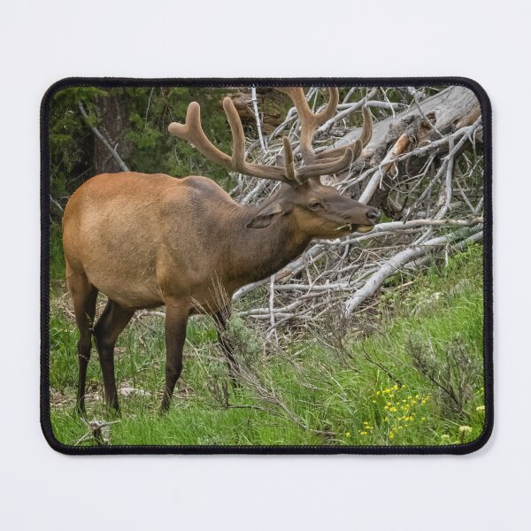 Item preview, Elk with Velvet Antlers designed and sold by Belinda Greb Photography.