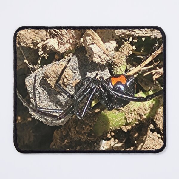 Item preview, Black Widow Spider Photograph designed and sold by Raineylanes.