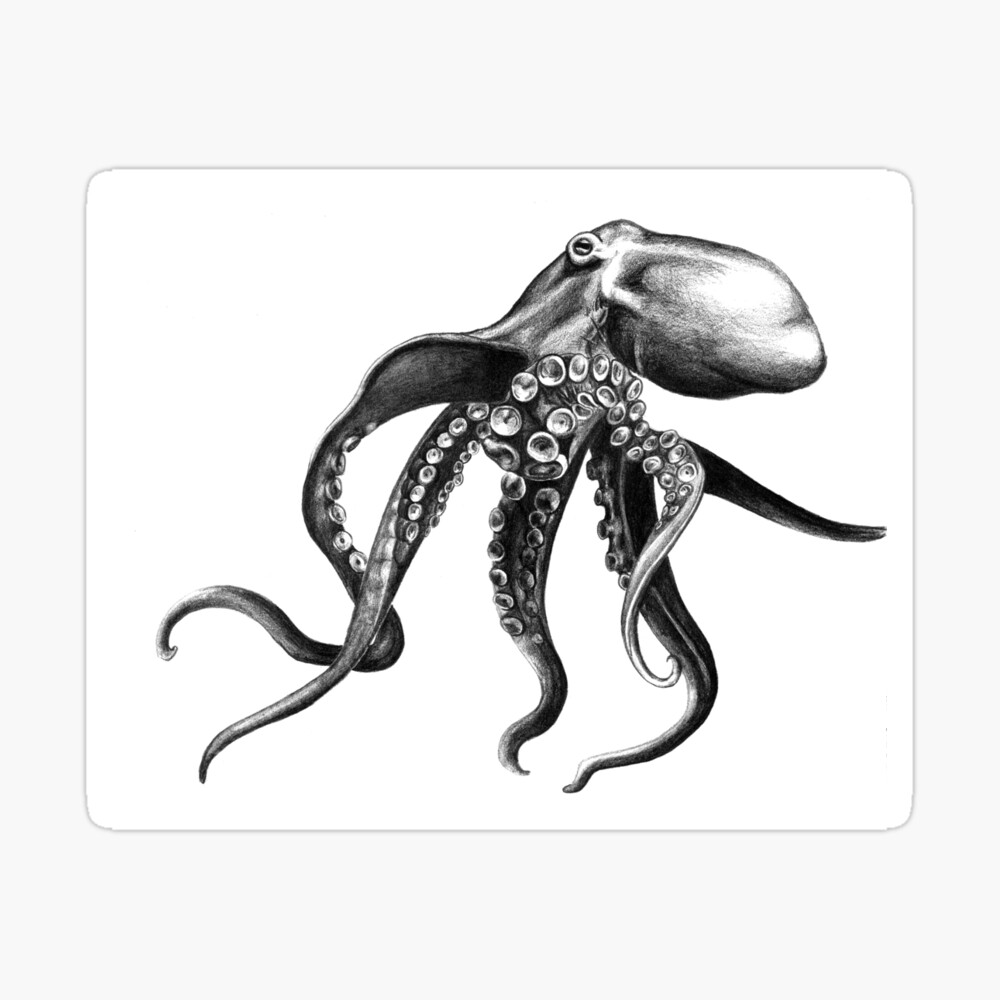 Octopus - Realism Drawing