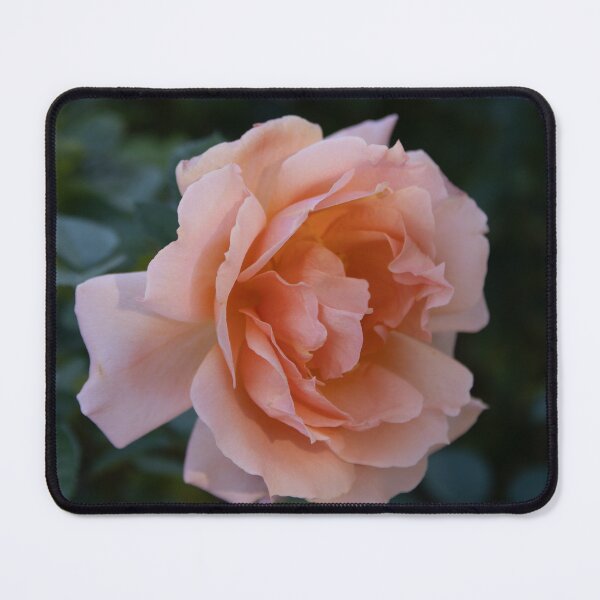Item preview, Rose in Bloom  designed and sold by 3li-0.