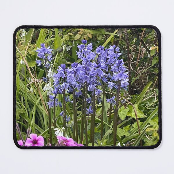 Item preview, Bluebells at Porth Mellon, Isles of Scilly designed and sold by BronwynParry186.