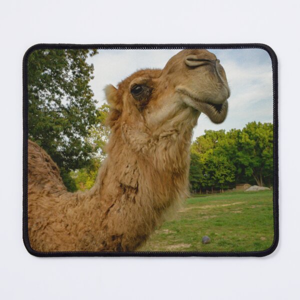Item preview, Camel Joe designed and sold by Brody McCauley.