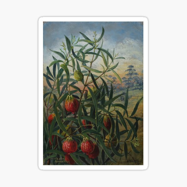 Item preview, Eucarya acuminata. (Sweet Quandong) designed and sold by State Library of South Australia.