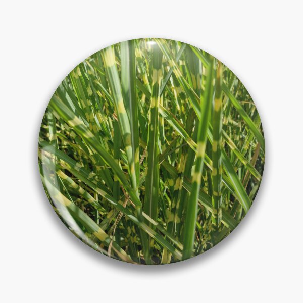 Item preview, Green-Yellow Chinese Silver Grass designed and sold by Gaboro.