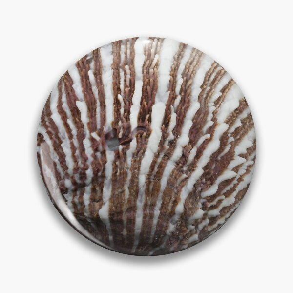 Item preview, White and brown bivalve shell designed and sold by stedata.