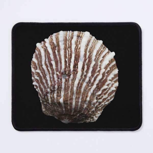 Item preview, White and brown bivalve shell designed and sold by stedata.