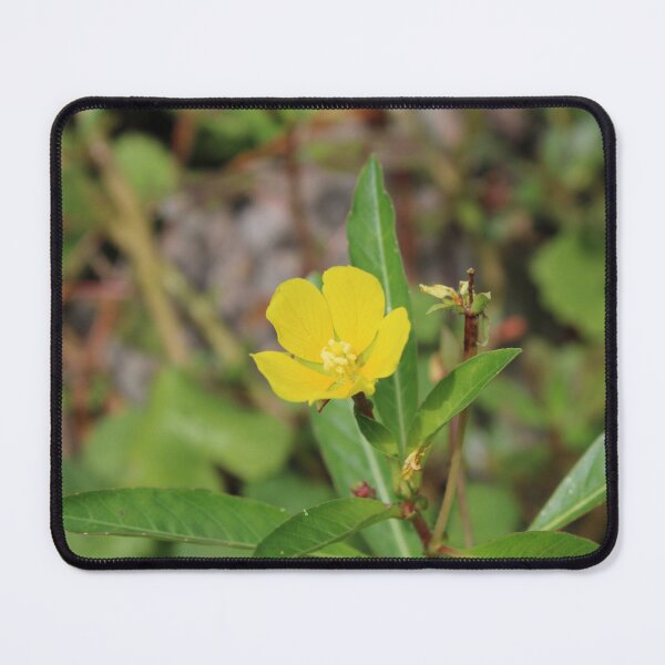 Item preview, Ludwigia peploides designed and sold by McFleur's Lens.