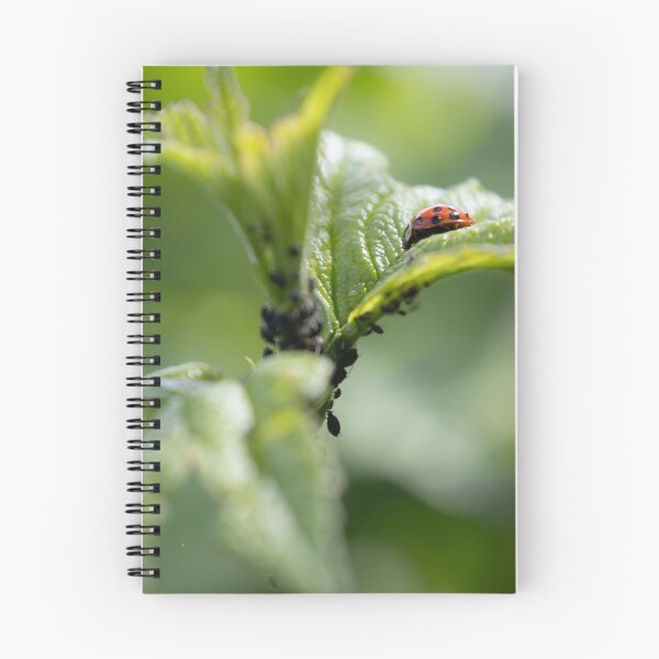 Item preview, Lice and Ladybug designed and sold by Calidris Fotografie Steffi & Ben Köppler.