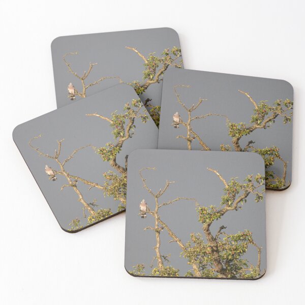 Item preview, Common wood pigeon designed and sold by Calidris Fotografie Steffi & Ben Köppler.