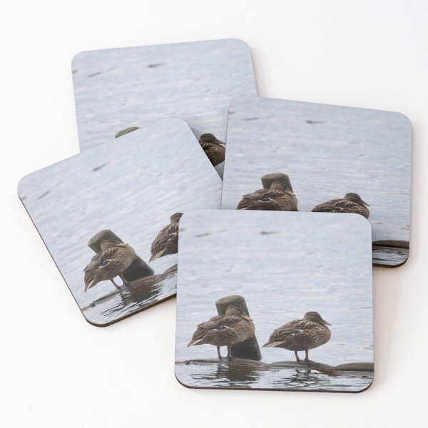 Item preview, Mallards designed and sold by Calidris Fotografie Steffi & Ben Köppler.