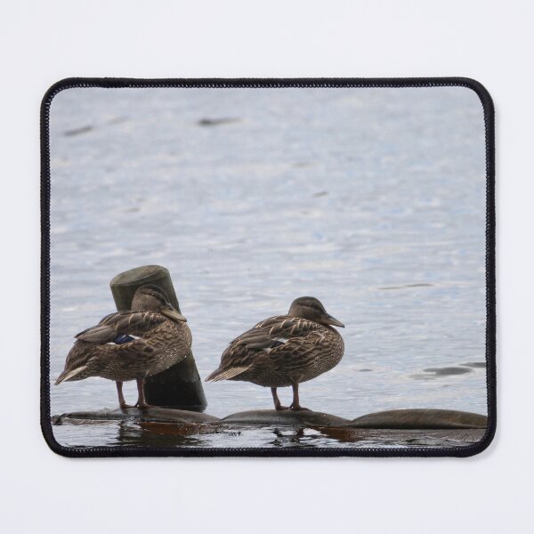 Item preview, Mallards designed and sold by Calidris Fotografie Steffi & Ben Köppler.