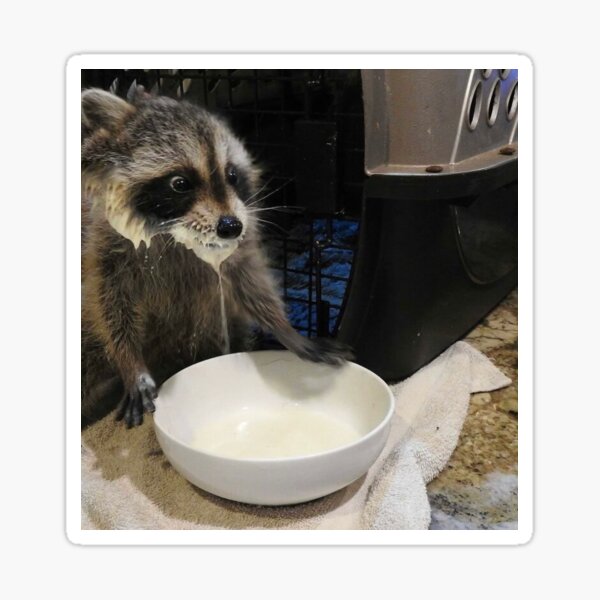 CRAZY RACCOON 犬用食器 陶器製