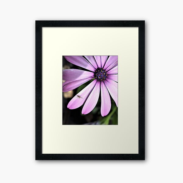 African Daisy and Guest Framed Art Print