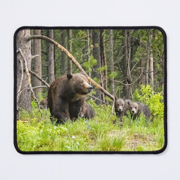 Item preview, Charting the Course - Grizzly 399 with Her Four Cubs designed and sold by Belinda Greb Photography.