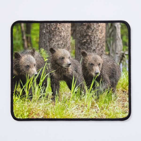 Item preview, Three of Four of Grizzly 399's Cubs designed and sold by Belinda Greb Photography.