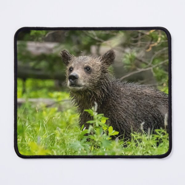 Item preview, Wet Grizzly Cub designed and sold by Belinda Greb Photography.
