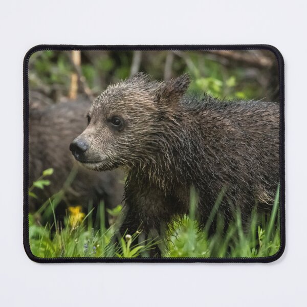 Item preview, One Wet Little Bear Cub - Grizzly 399's Cub designed and sold by Belinda Greb Photography.