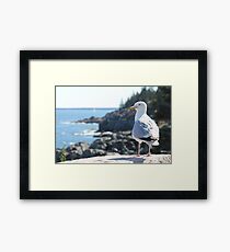 The Maine Gull Framed Print