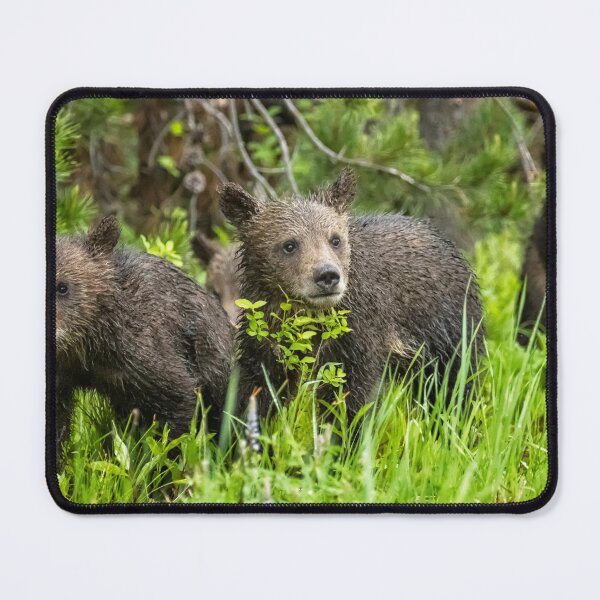 Item preview, Grizzly 399's Cubs, No. 2 designed and sold by Belinda Greb Photography.