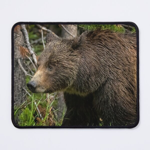 Item preview, A Portrait of a Good Mother - Grizzly 399 Closeup designed and sold by Belinda Greb Photography.