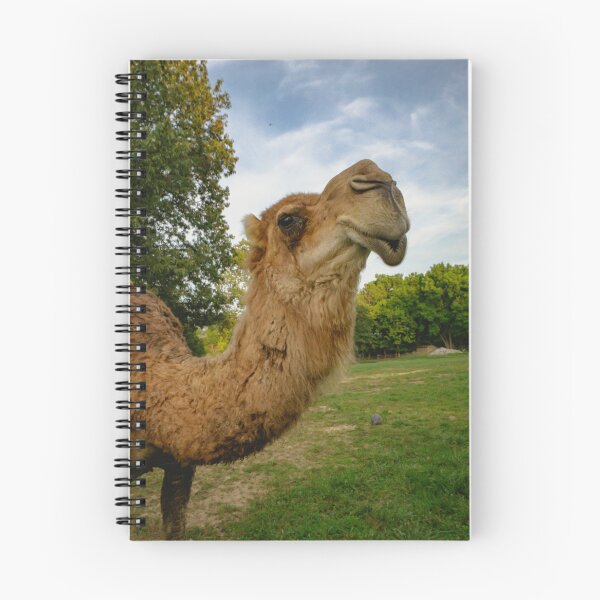 Item preview, Camel Joe designed and sold by Brody McCauley.