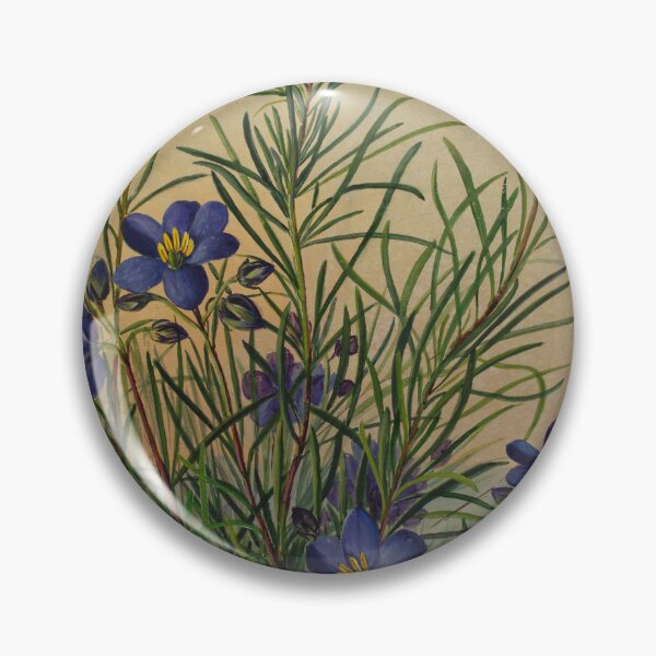 Item preview, Cheiranthera linearis. (Finger or Hand Flowers) designed and sold by State Library of South Australia.
