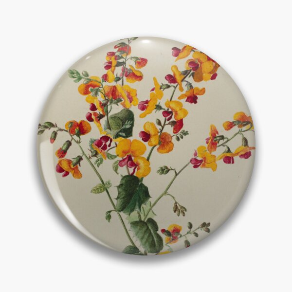 Item preview, Chorizema ilicifolia. (Holly flame pea) designed and sold by State Library of South Australia.
