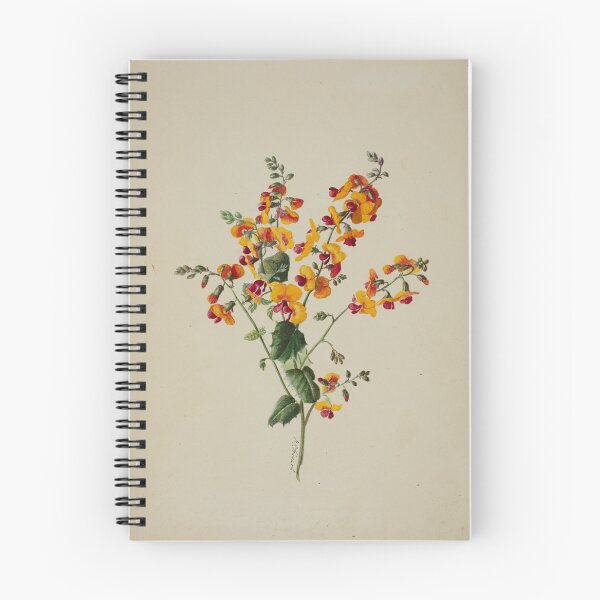 Aperçu de l'œuvre Chorizema ilicifolia. (Gesse de houx) créée et vendue par State Library of South Australia.