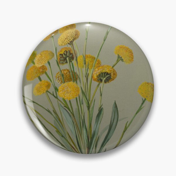 Item preview, Craspidia uniclora. (Billy Buttons) designed and sold by State Library of South Australia.