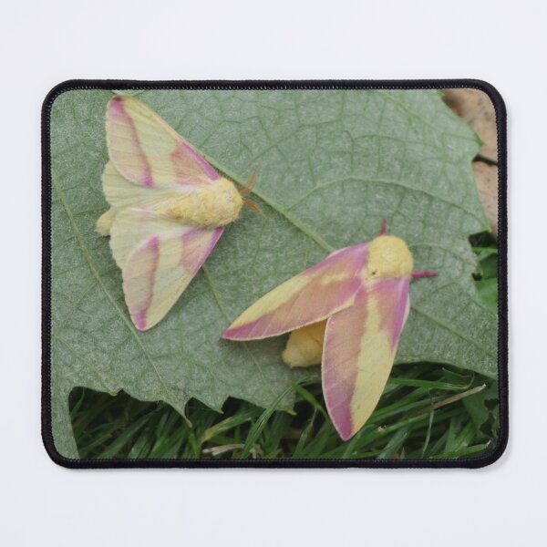 Item preview, Rosy Maple Moths / Dryocampa rubicunda designed and sold by Entomologist.