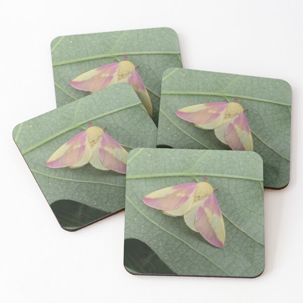 Item preview, Rosy Maple Moth female (Dryocampa rubicunda) by Bart Coppens designed and sold by Entomologist.