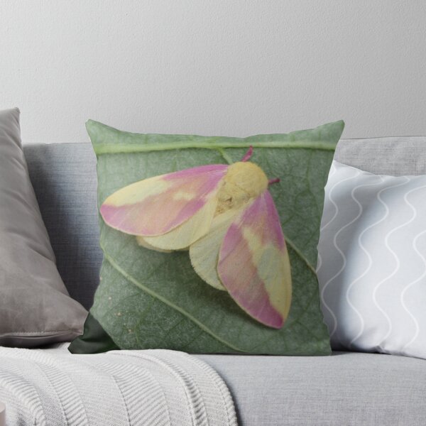 Item preview, Rosy Maple Moth female (Dryocampa rubicunda) by Bart Coppens designed and sold by Entomologist.