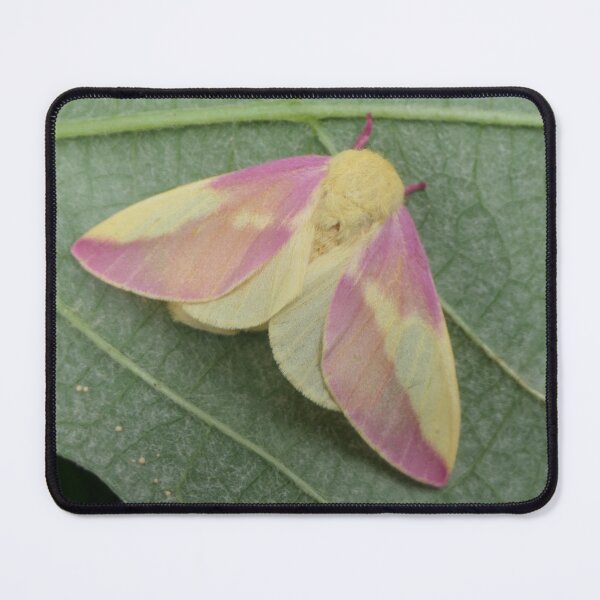 Item preview, Rosy Maple Moth female (Dryocampa rubicunda) by Bart Coppens designed and sold by Entomologist.