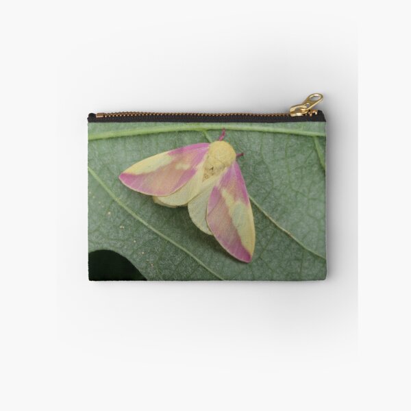 Item preview, Rosy Maple Moth female (Dryocampa rubicunda) by Bart Coppens designed and sold by Entomologist.