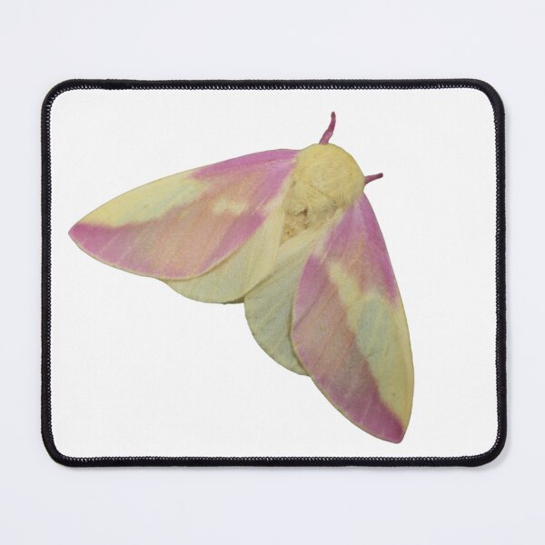 Item preview, Rosy Maple Moth female! Photographed by Bart Coppens designed and sold by Entomologist.