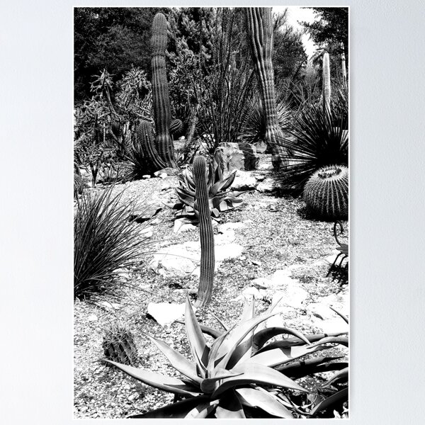 Cactus in the Texas Desert Poster