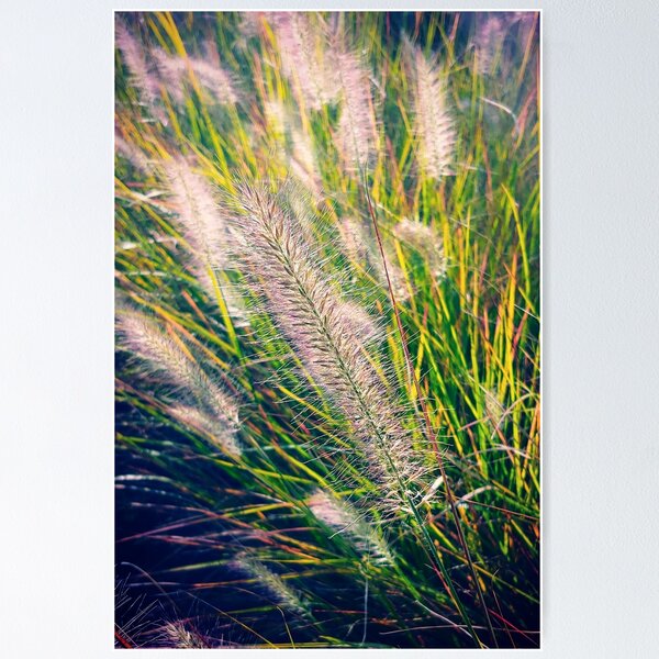 Long Grass in the Wind Poster
