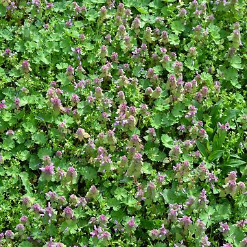 Artwork thumbnail, Dead nettle by Marcu Ioachim
