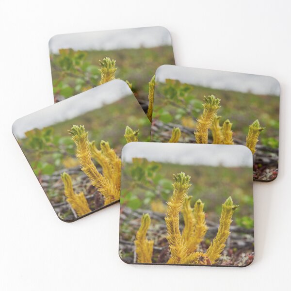 Item preview, Northern fir-moss. Iisakkipaa designed and sold by Jouko Lehto Photography.